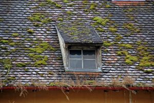 Three Reasons To Consider Roof Moss Removal & Cleaning For Your Home